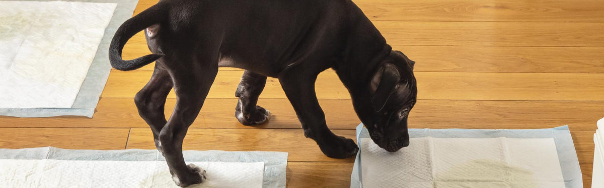 7 ways to keep your rugs clean when you have pets