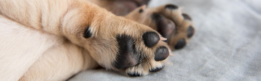 Your pup's paws are more interesting than you might think