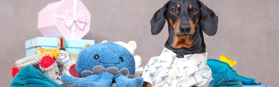 A pet parent's guide to fun & must-have toys for dogs