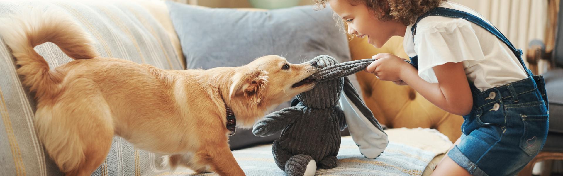 7 ways to care for & protect furnishing when you have pets