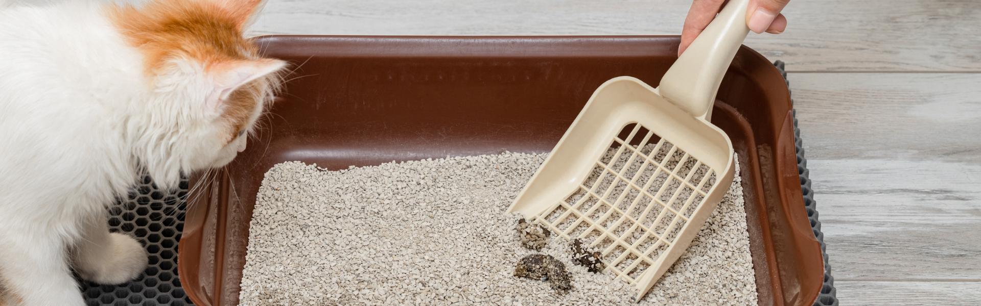 Litterally frustrated? Troubleshoot typical cat litter box problems