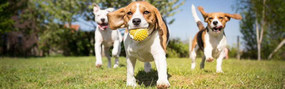 The truth about dog parks: Yay or nay?