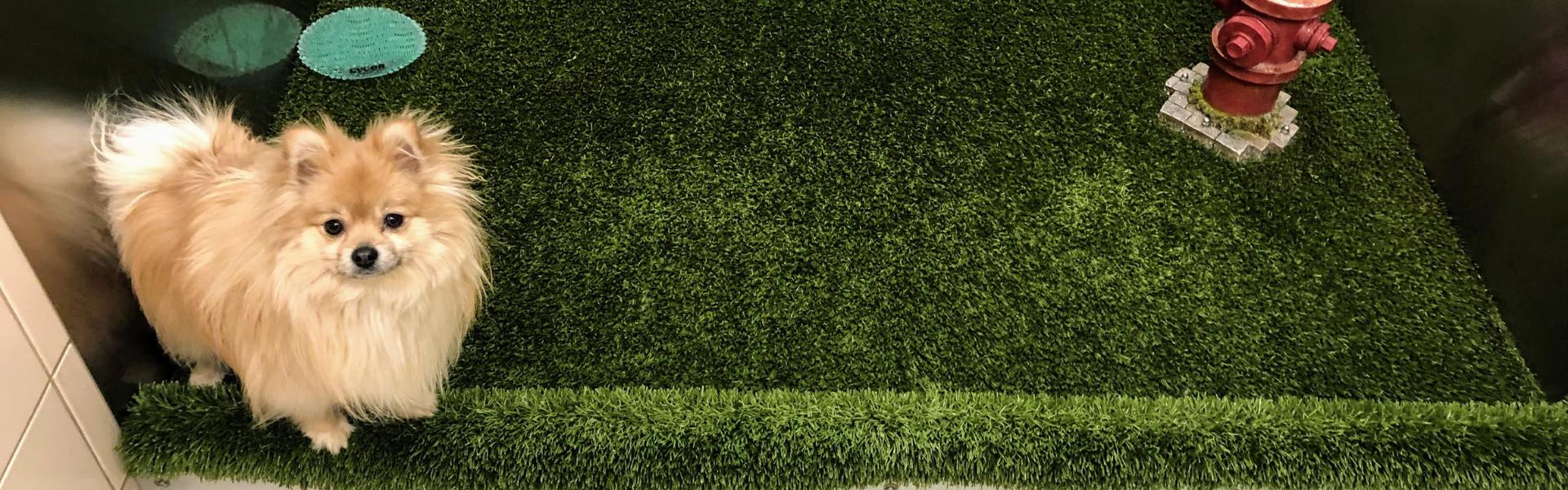 Beat the heat: Tips to keep your artificial turf smelling fresh all spring long