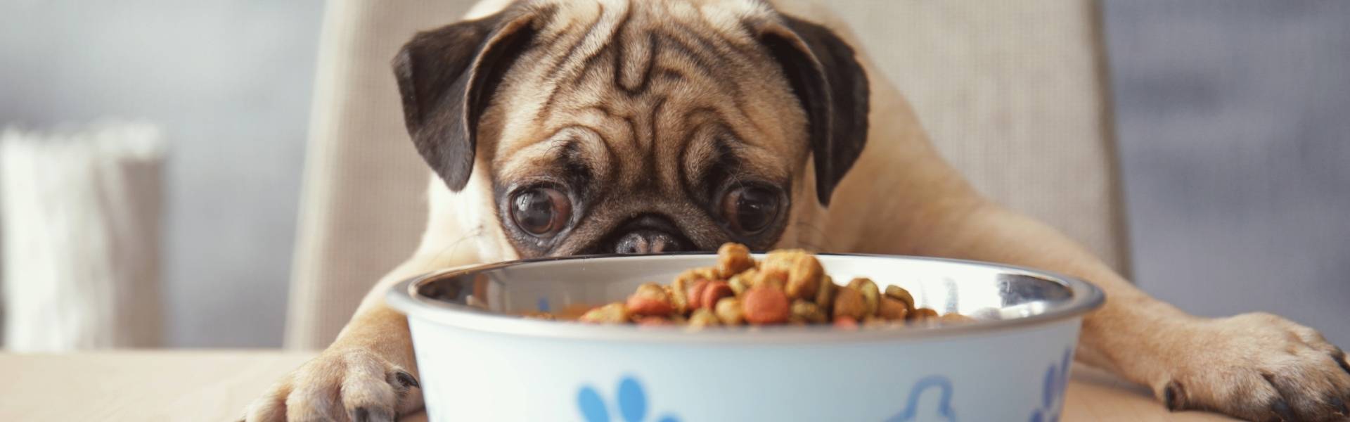 Dog eating habits: Which of these personalities is your pup?