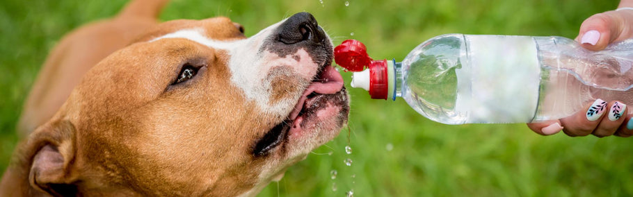 Heatstroke in dogs: It’s preventable!