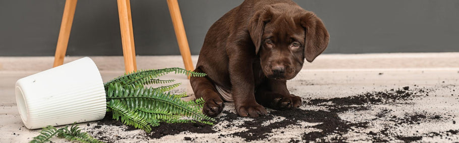 Pet messes no more: Products for a clean home