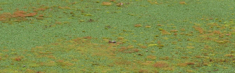 Reasons algae, moss, mould and mildew grow on fake turf