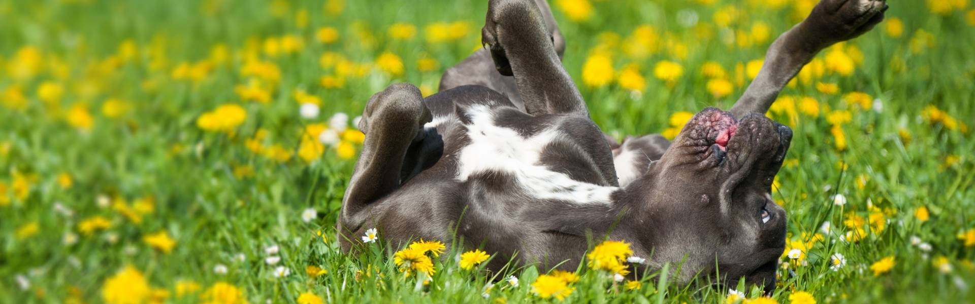 Keep dog springtime allergies in check (a survival guide)