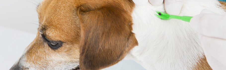 Ticks in Australia: Information for pet parents