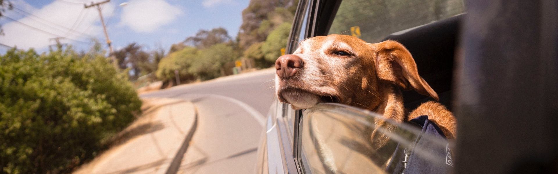 Is your dog afraid of car rides? Learn how to calm your dog's car anxiety
