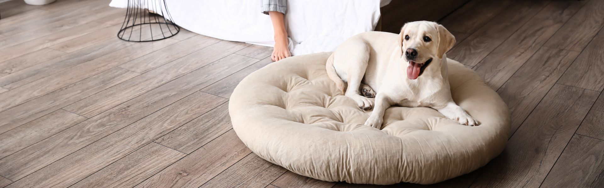 How to wash dog beds & keep them clean all week