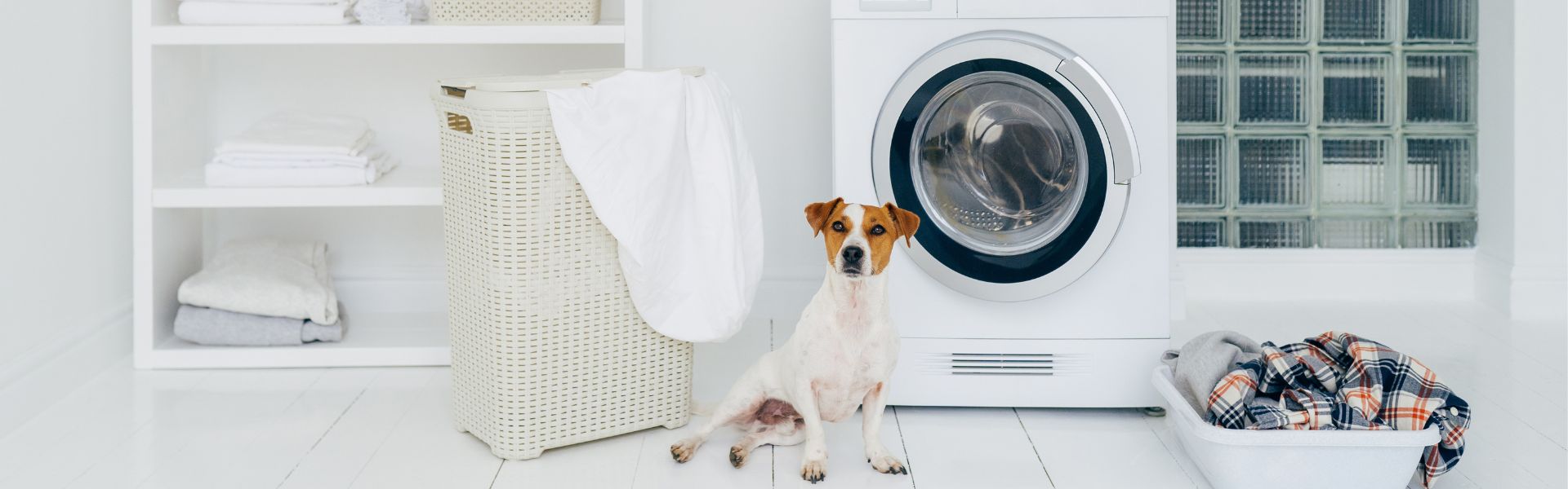 Pet-safe laundry detergent: A laundry list of chemicals to avoid