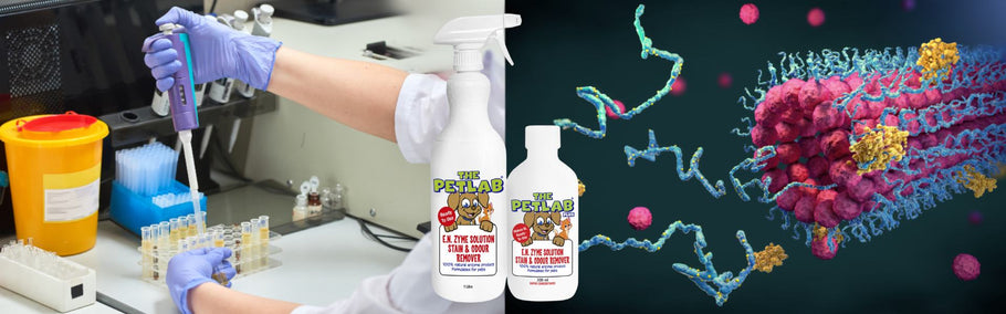 What Is an Enzyme Cleaner (And Why Pet Owners Swear by It)