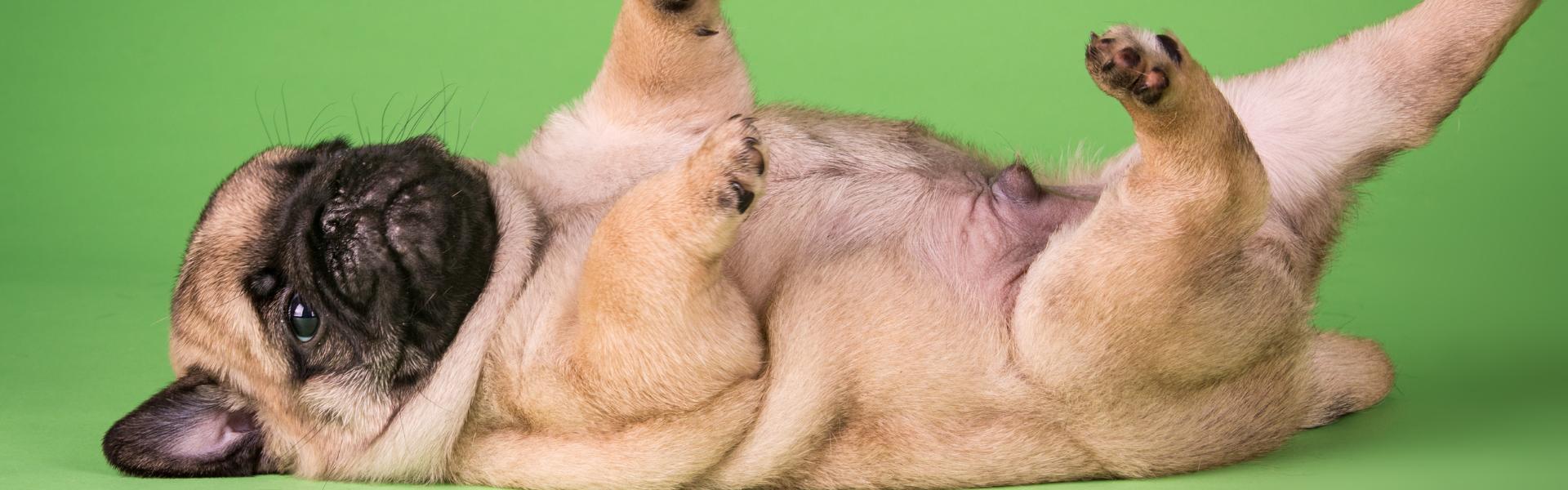 Here's what your dogs body language actually means