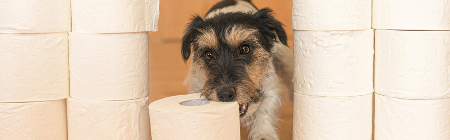 How long does puppy toilet training take?
