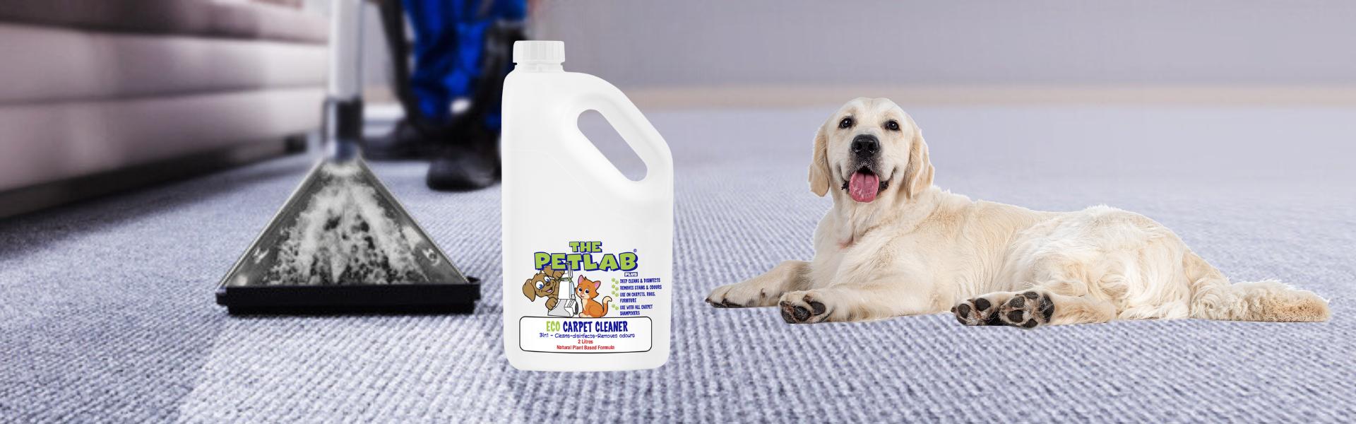 Carpet care: How to remove pet stains using carpet shampoo