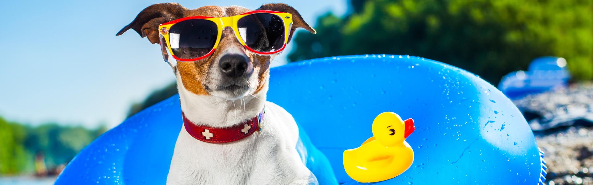 Sun, fun, and safety: A pet parent’s guide to summer