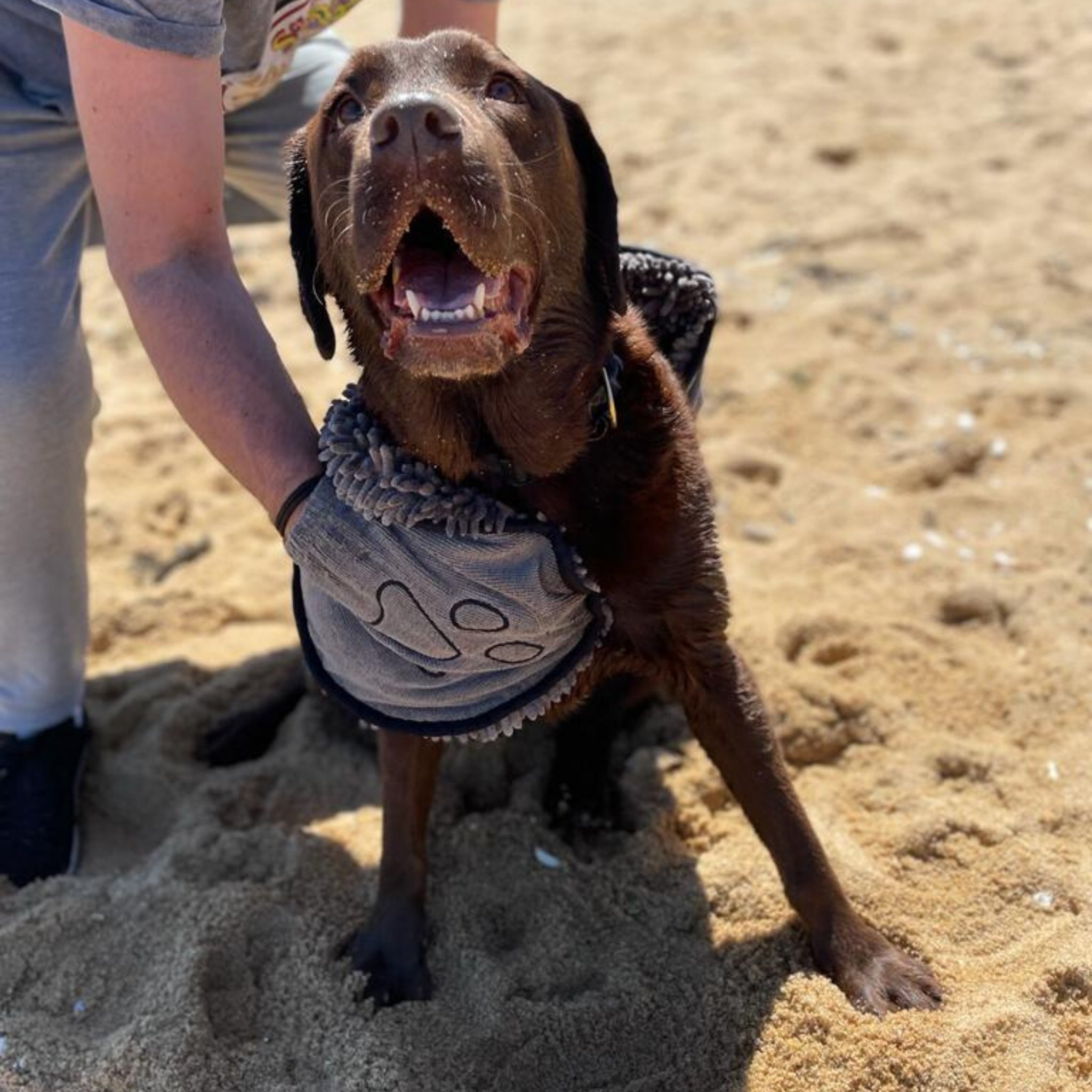 Shammy towel for outlet dogs