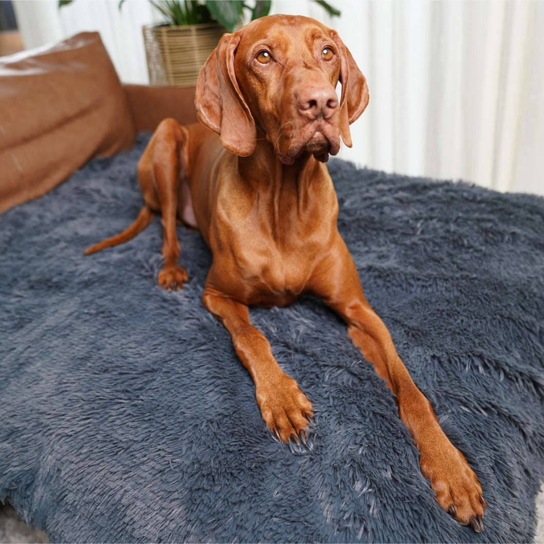 PetLab Grubby Paw Throw Blanket